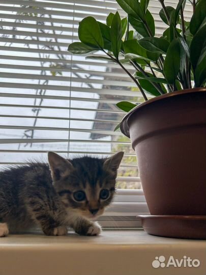 Котята девочки