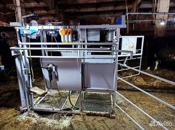 Станок для обработки копыт и фиксации коров и быко