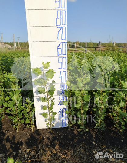 Пирамидальный Тополь без пуха саженцы черенки