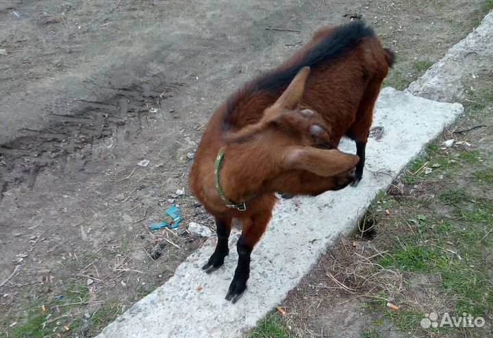 Коза дойная чешская