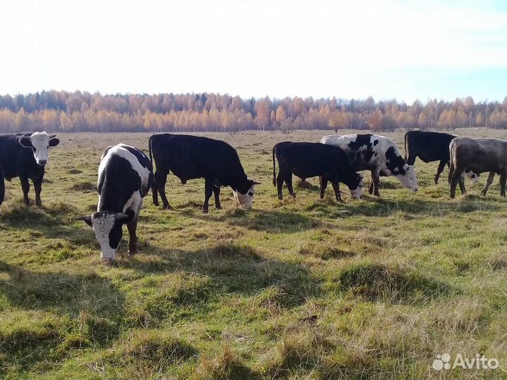 Продаются бычки