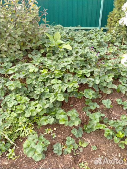 Земклуника,Купчиха