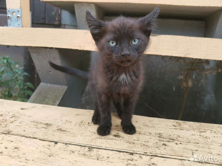 Истощённые котята с доставкой