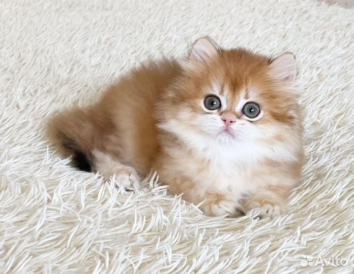 Очень ласковый мальчик