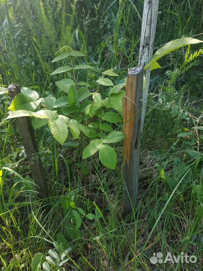 Маньчжурский орех