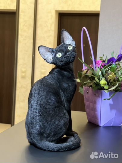 Котята девон-рекс