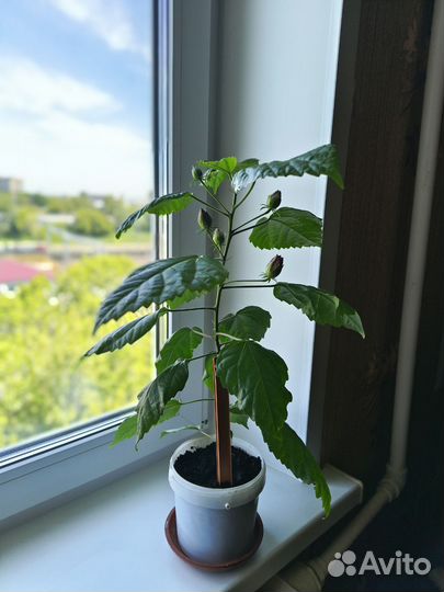 Гибискус китайская роза