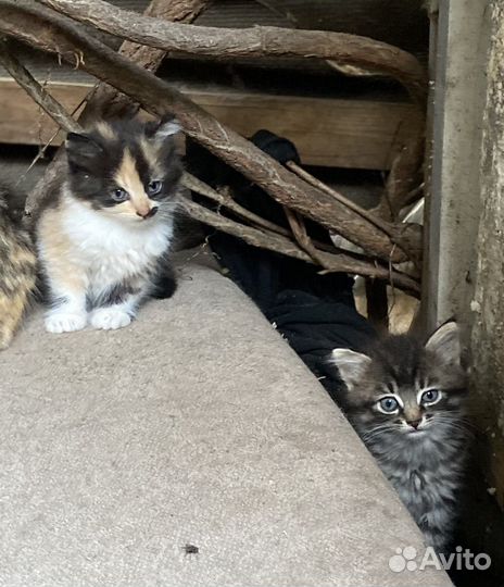 Трехцветный котенок девочка