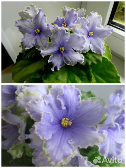 Детки фиалки 