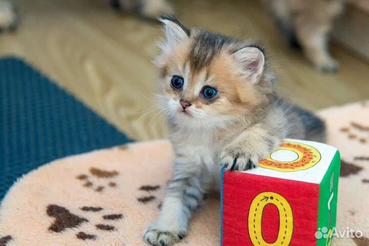 Шотландские котята