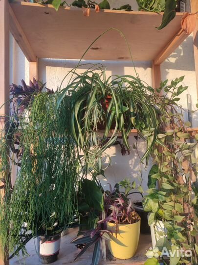 Комнатные растения