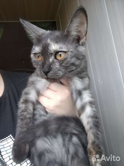 Малышка ищет дом