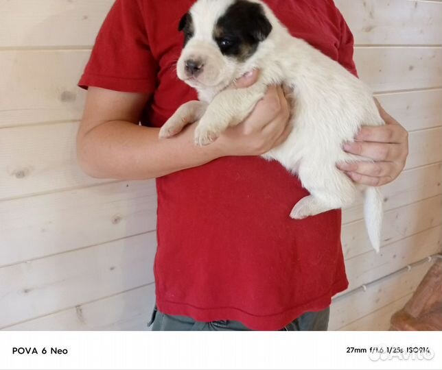 Собака алабай щенки сао абориген помесь