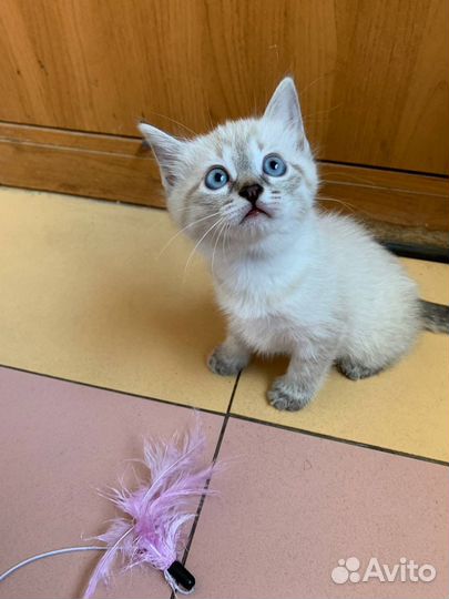 Котята Девочки