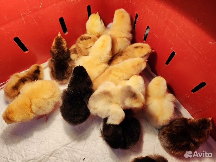 Цыплята суточные