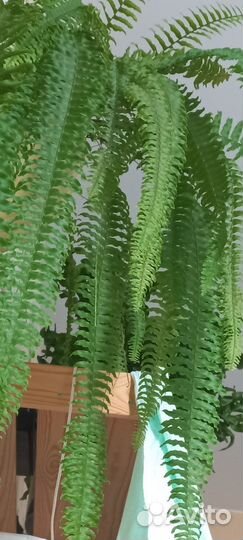 Папоротник нефролепис вариегатный