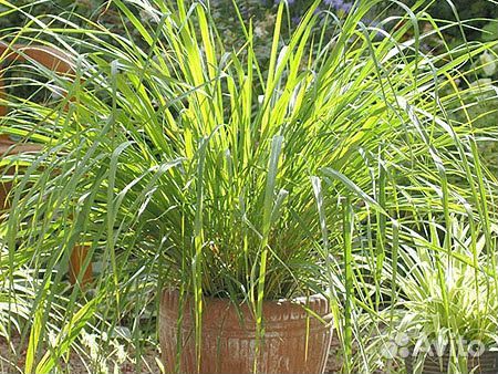 Лемонграсс