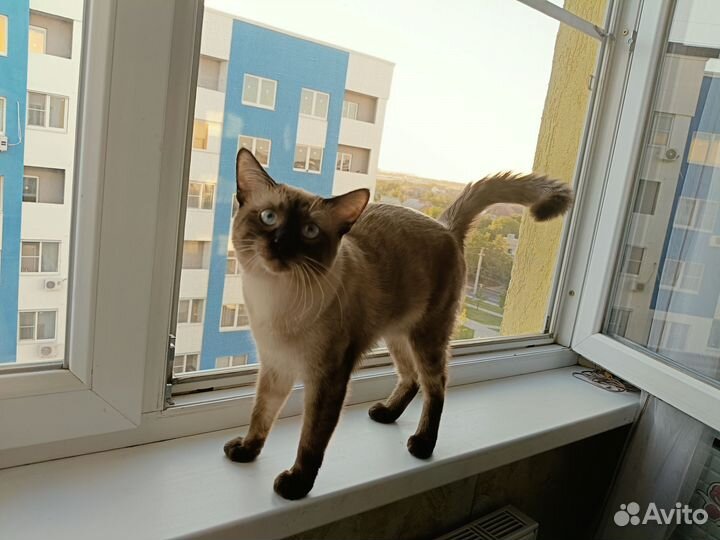 Тайский кот вязка