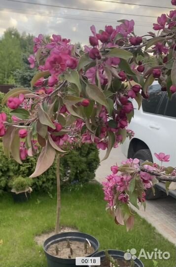 Яблоня декоративная зонтичная