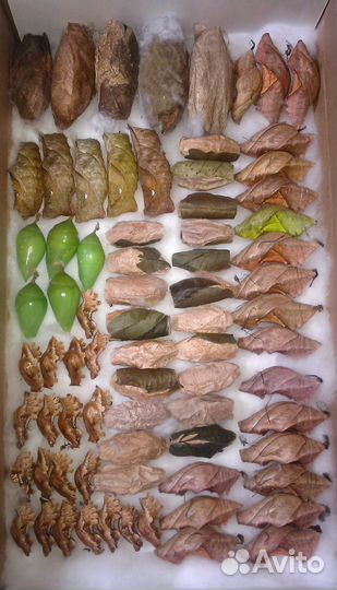 Куколки тропических бабочек оптом