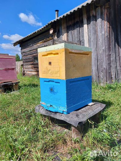 Пчёлы. Продажа пчелосемей с ульями