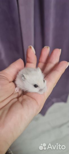 Джунгарский хомяк бесплатно