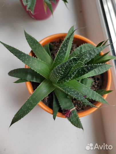 Комнатные цветы алоэ