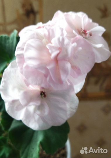 Сортовая пеларгония черенки кусты семена