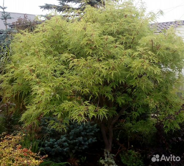 Клен,карликовый вяз,ирисы,родиола линейнолистная