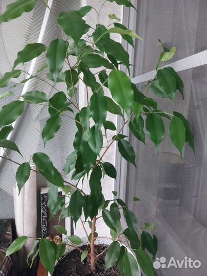 Фикус бенджамина
