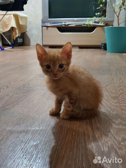 Котёнок бесплатно