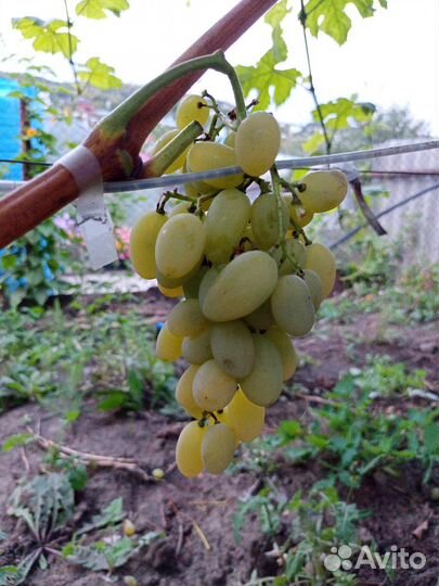 Черенки (чубуки) винограда