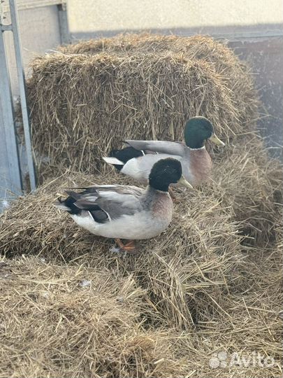 Утка подсадная