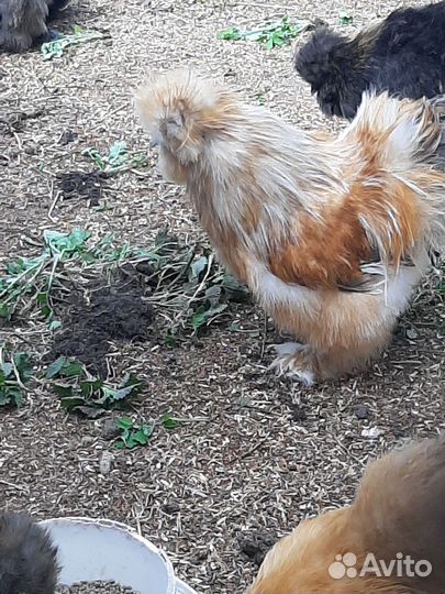 Петух китайский шелковый