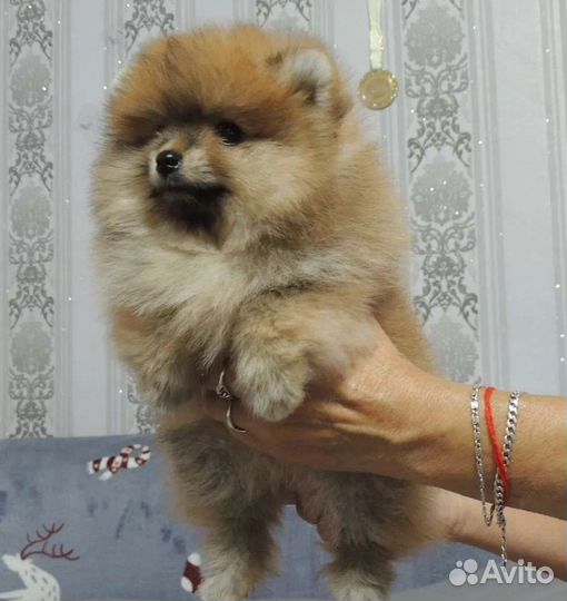 Маленькая собака шпиц