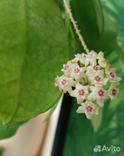 Хойи разные