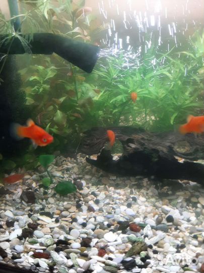 Пецилия красная, анциструс супер ред