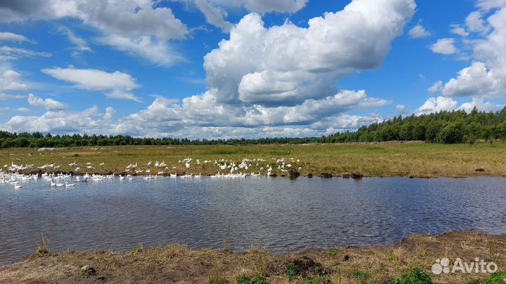 Гуси молодые порода Линда