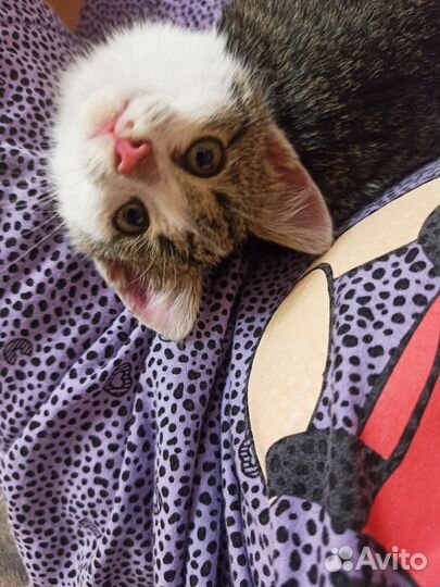 Котенок девочка в добрые руки