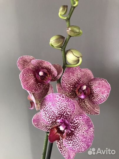 Орхидея фаленопсис разные