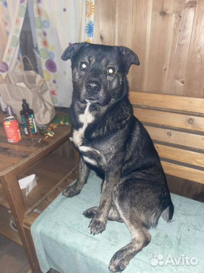 Собака в добрые руки