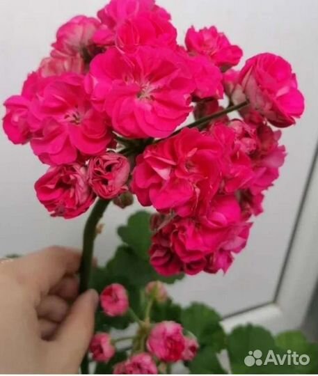 Пеларгония, отправлю почтой