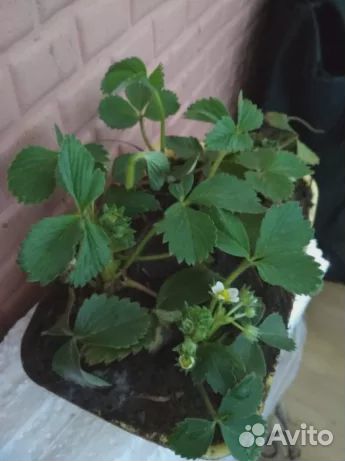 Королева Елизавета