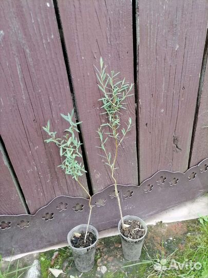 Ива нана, ива извилистая