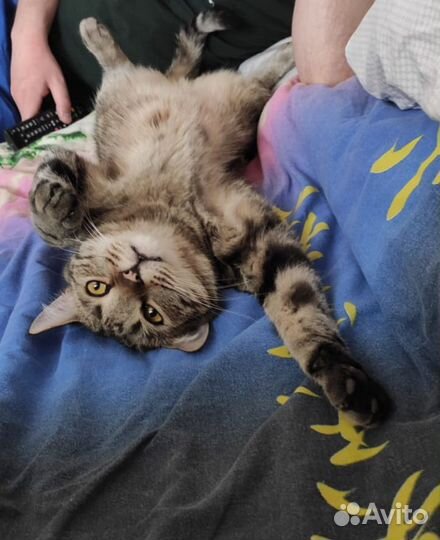 Котик Чарли в добрые руки