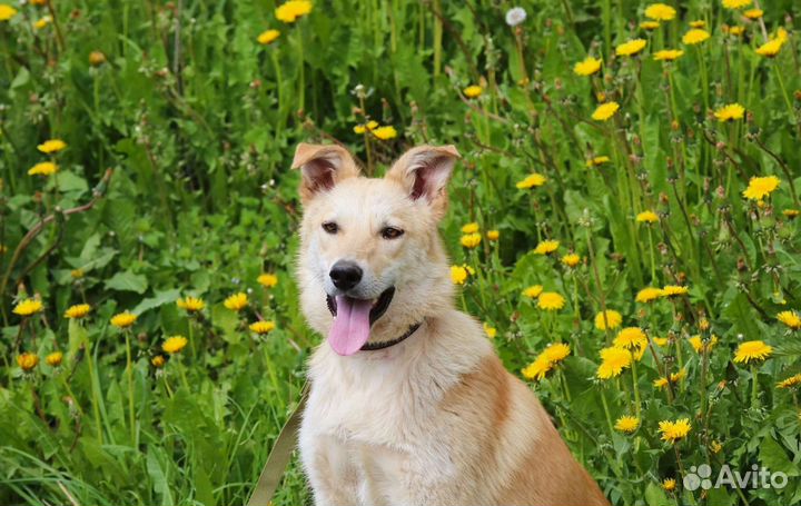 Красотка Синди, стерилизована