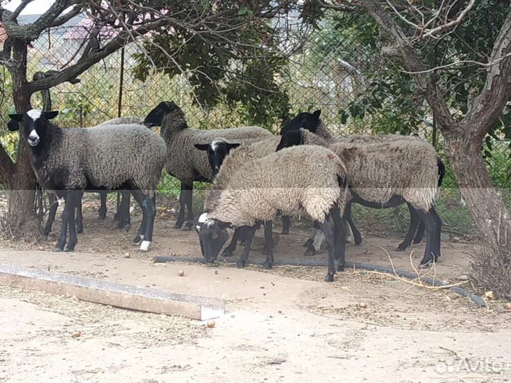 Романовские овцы