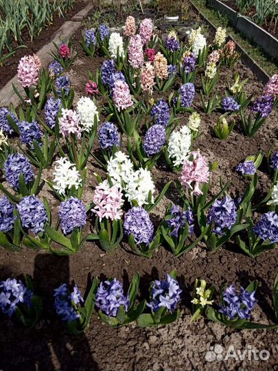 Рябчик Императорский, Гиацинты, Тюльпан