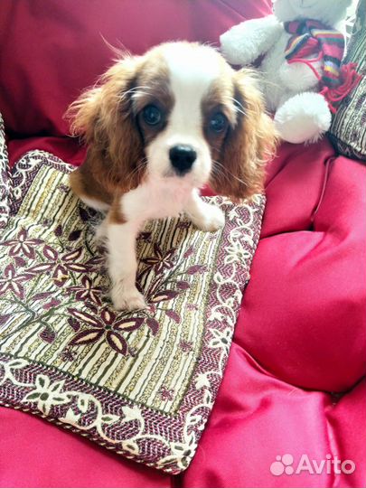 Кавалер кинг