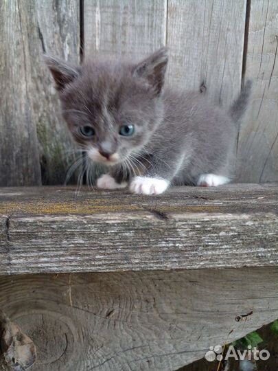 Котёнок в дар. Девочка